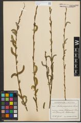 Foto von Salix purpurea L.